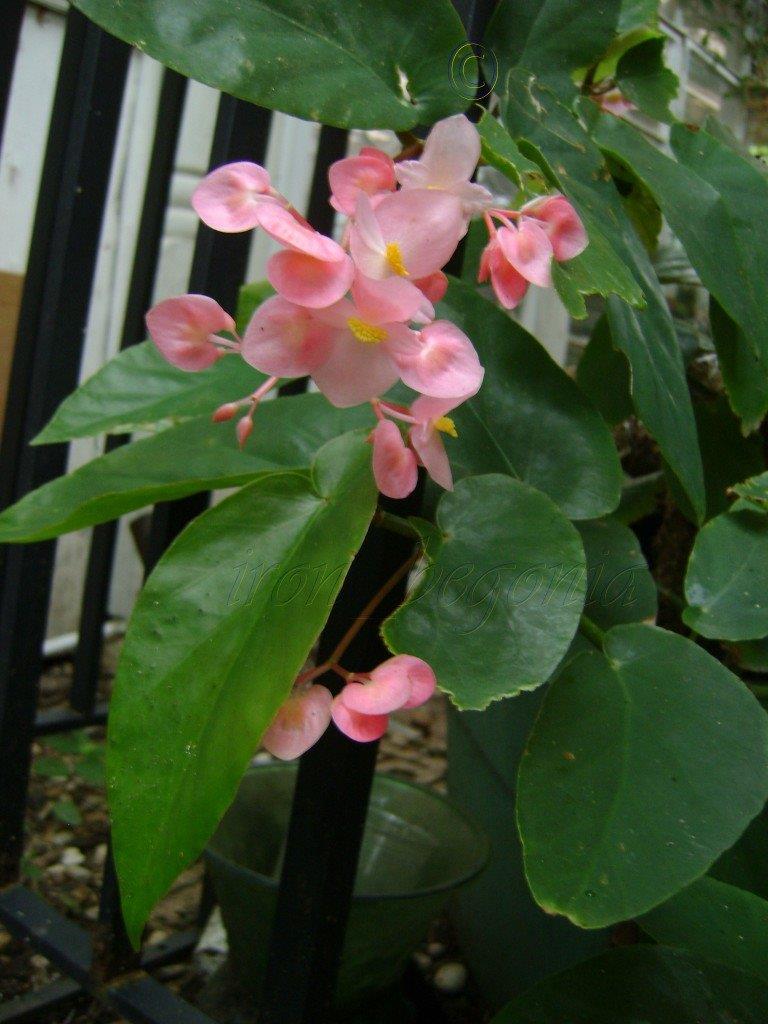 B. ‘Bess Truman’